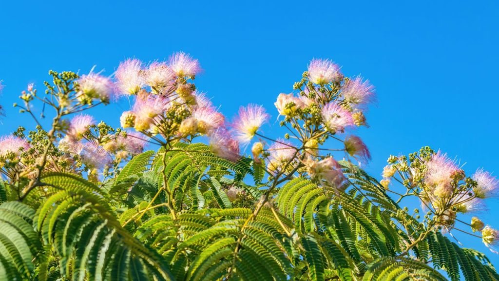 How to use Mimosa Tenuiflora Root Bark as a natural DMT source?