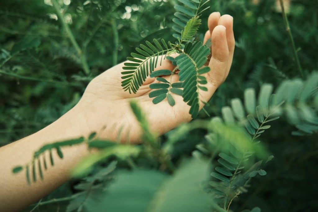 How can DMT be extracted from Mimosa Tenuiflora Root Bark?